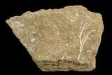 Ordovician Bryozoan (Pseudohornera) Plate - Estonia #73494-1